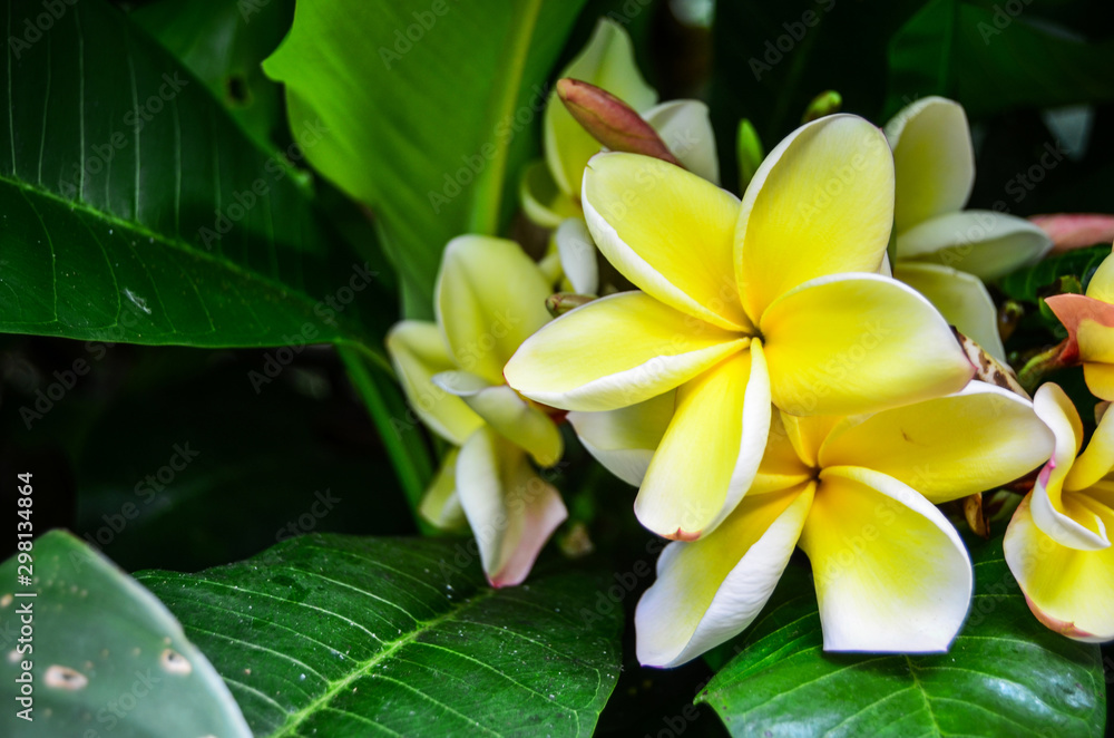 Fototapeta premium Flower