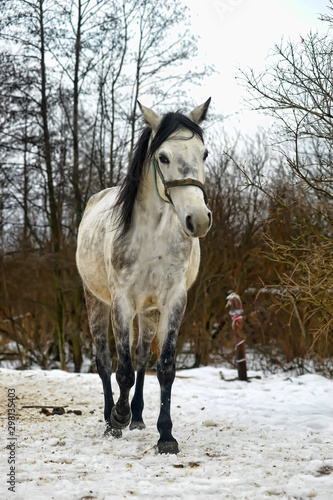 white and gray horse © Evdoha