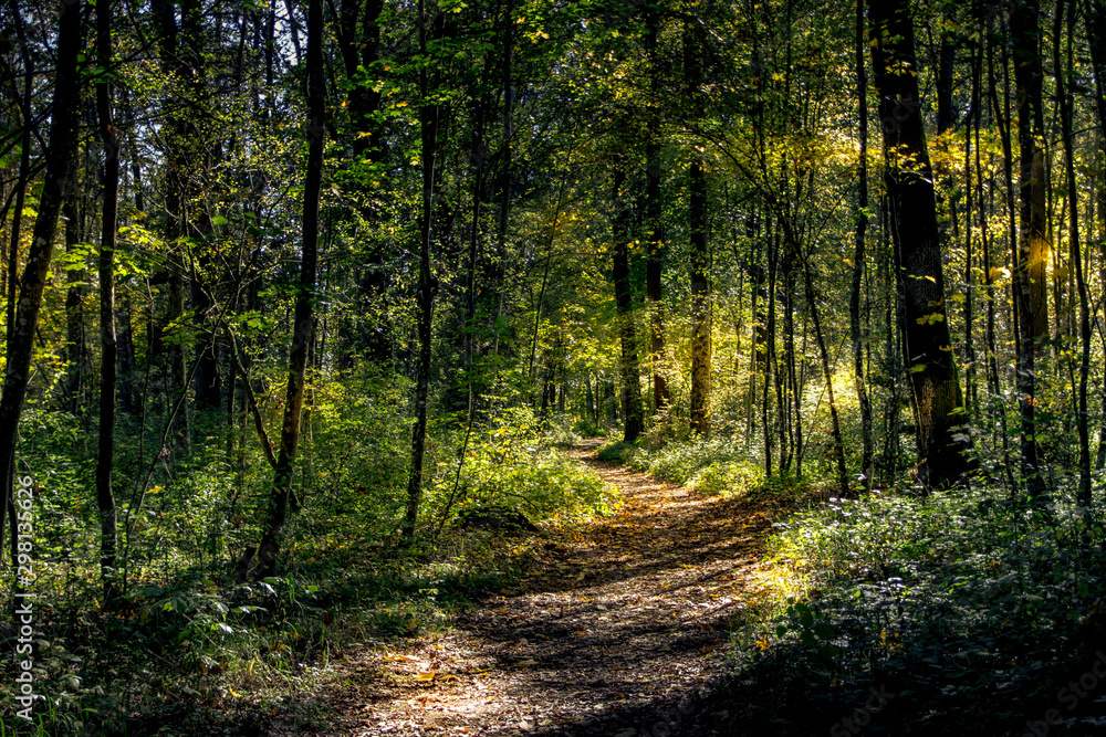 Fototapeta premium Waldspaziergang am Inn