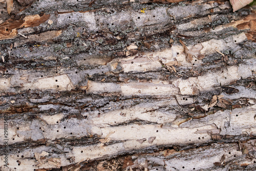 Detailed texture of a tree bark. A tree eaten by termites. Holes from termites. Background © Kate