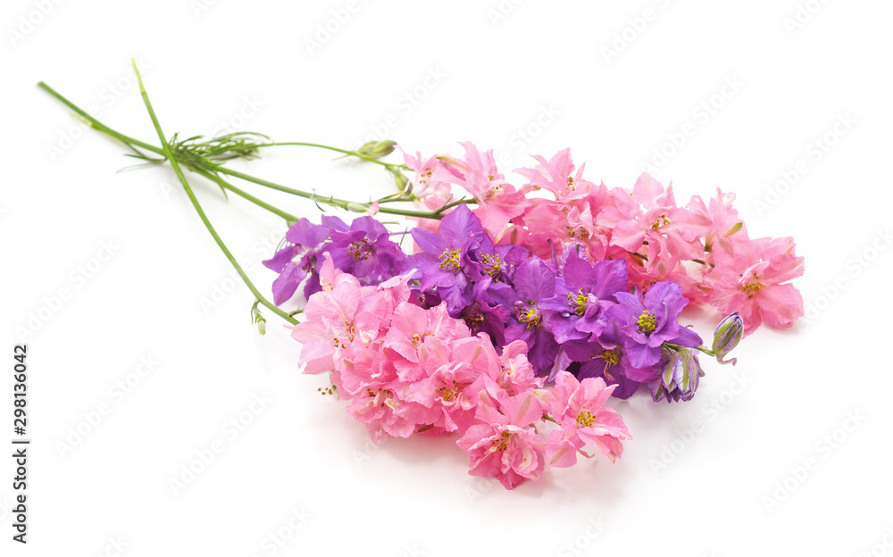 Delphinium flowers isolated. Delphinium flowers isolated.