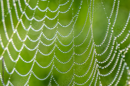 Morgentau Spinnennetze Blumen © Gerold