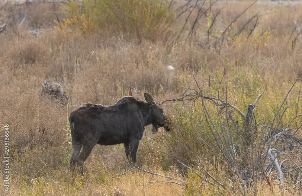 Cow Moose in Autumn in Wyoming Cow Moose in Autumn in Wyoming