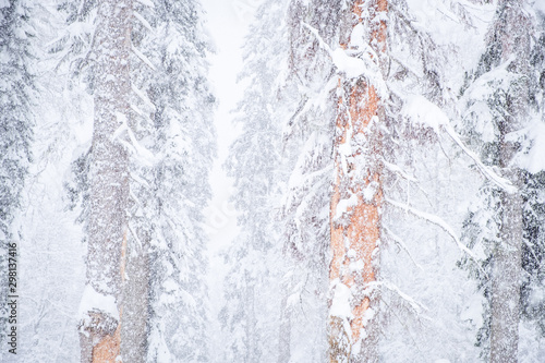 Forest after a heavy snowfall. Winter landscape. © Alexey Oblov