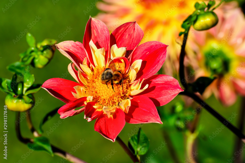 Flower of the dahlia Don Lorenzo in late summer and autumn, bumblebee on the blossom Flower of the dahlia Don Lorenzo in late summer and autumn, bumblebee on the blossom