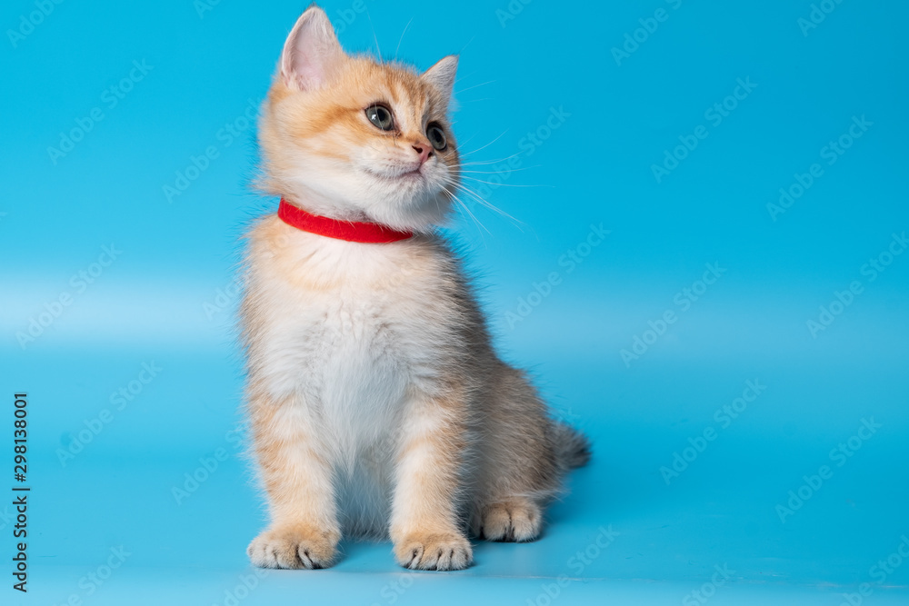 Cute British Longhair cat Cute British Longhair cat