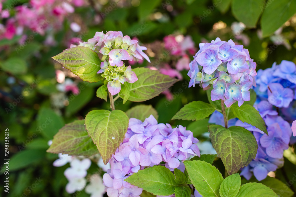 Many blue hydrangea flowers growing in the garden, floral background.blooming Hydrangea flowers in a garden. Landscaped Yard with Hydrangeas Many blue hydrangea flowers growing in the garden, floral background.blooming Hydrangea flowers in a garden. Landscaped Yard with Hydrangeas