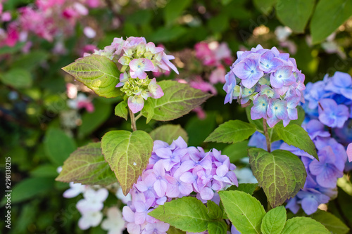 Wallpaper Mural Many blue hydrangea flowers growing in the garden, floral background.blooming Hydrangea flowers in a garden. Landscaped Yard with Hydrangeas Torontodigital.ca