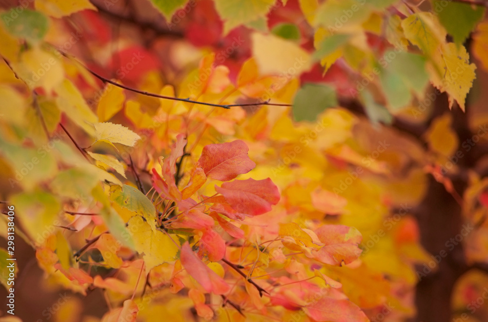 Colorful  autumn leaves grow on a tree outdoors on an autumn cloudy day