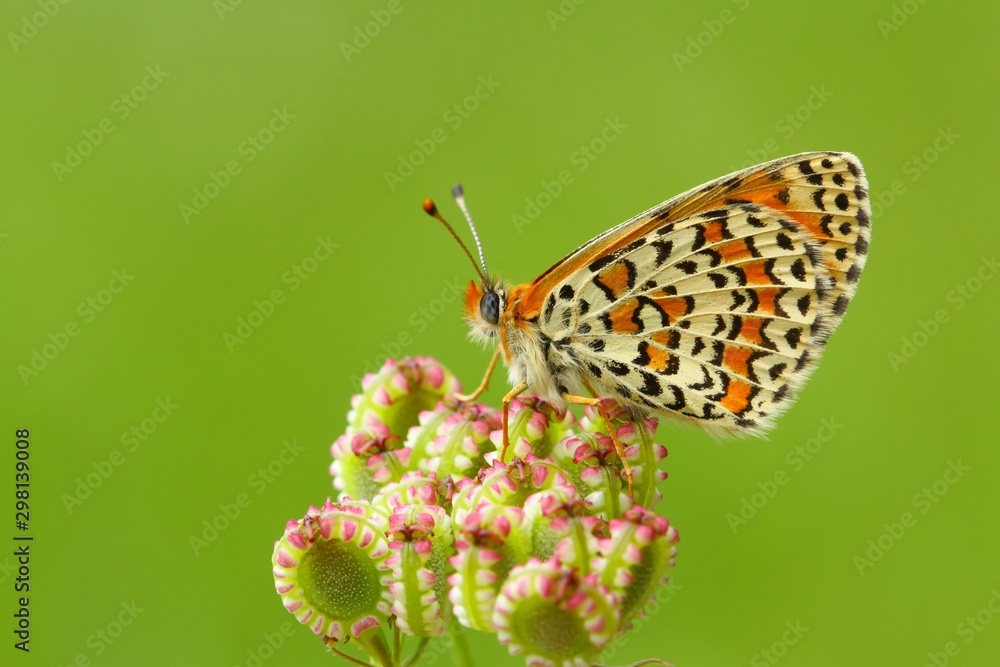 Fototapeta premium Melitaea trivia 679