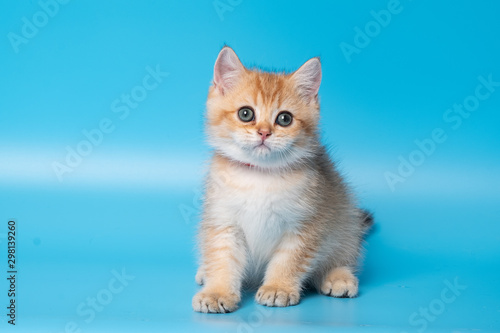 Cute British Longhair cat © panyawatt