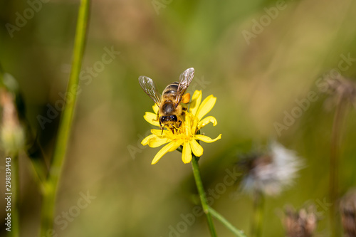 Bee on yellow flower © Jan
