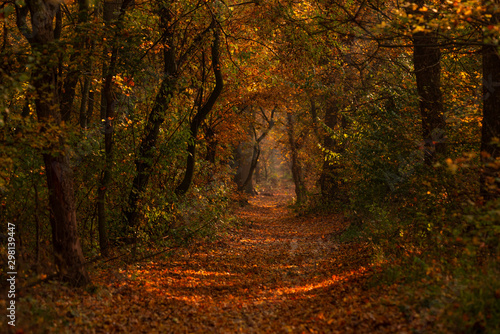 Magical autumn forest