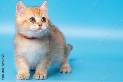 Cute British Longhair cat