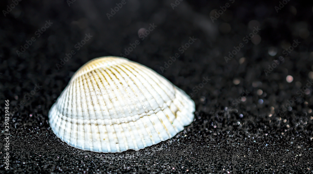 Textured White Cockle Seashell isolated on Wet Grains of Black Sand Textured White Cockle Seashell isolated on Wet Grains of Black Sand