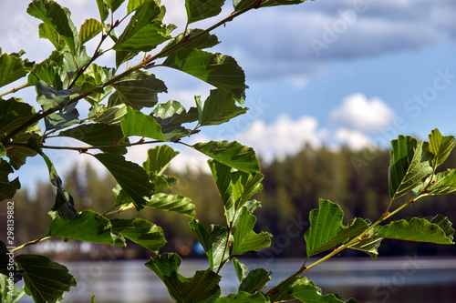Twigs of birch with leaves close-up. In the background blurred forest and sky.