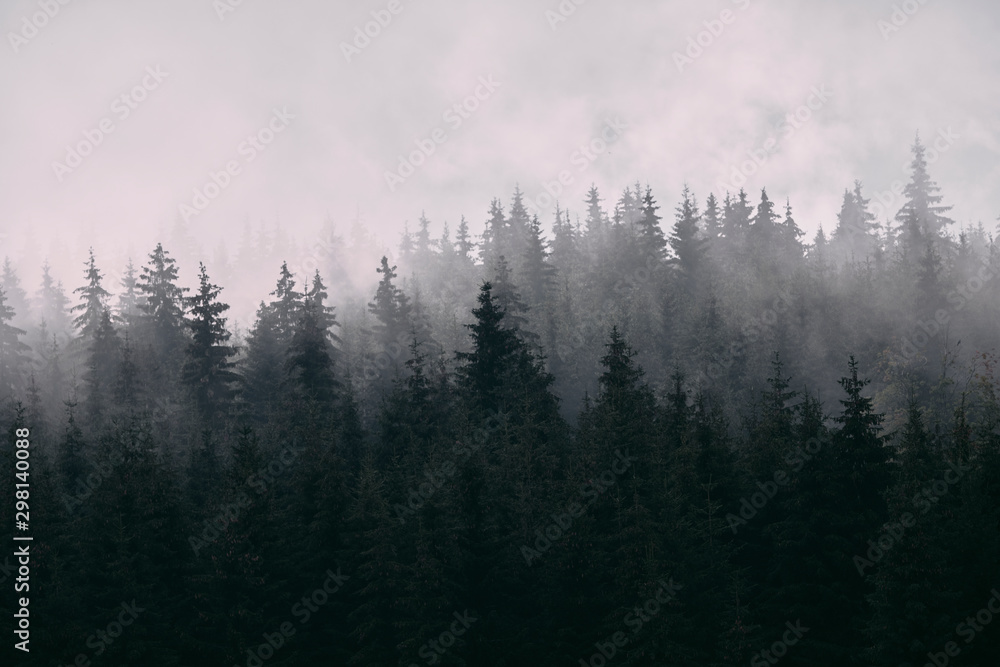 Pine forest in mist Pine forest in mist