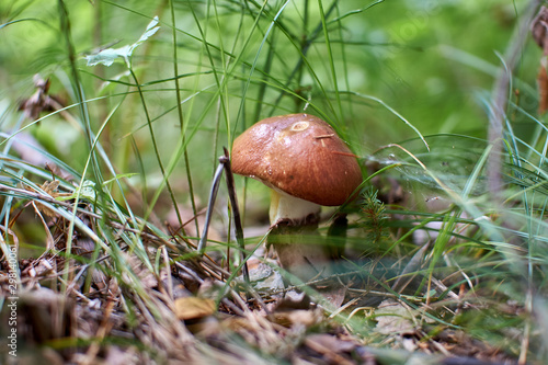 mushrooms in the autumn forest growing in moss closeup with blurry background