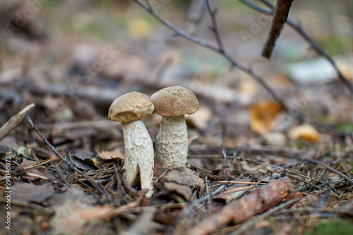 mushrooms in the autumn forest growing in moss closeup with blurry background