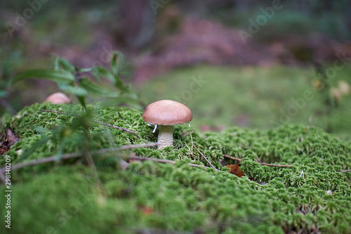 mushrooms in the autumn forest growing in moss closeup with blurry background