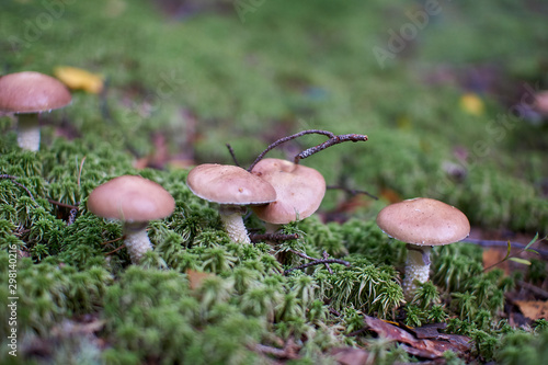 mushrooms in the autumn forest growing in moss closeup with blurry background