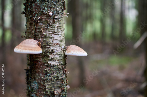 mushrooms in the autumn forest growing in moss closeup with blurry background