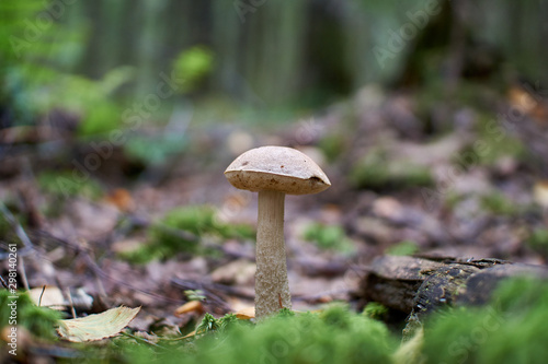 mushrooms in the autumn forest growing in moss closeup with blurry background