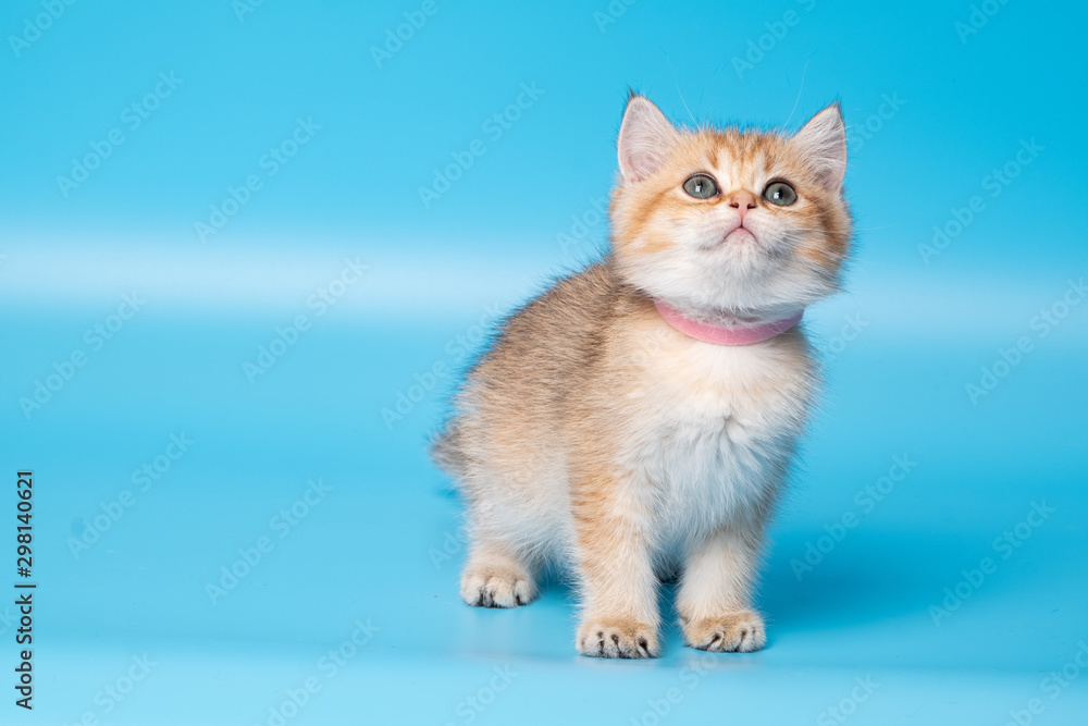 Cute British Longhair cat Cute British Longhair cat