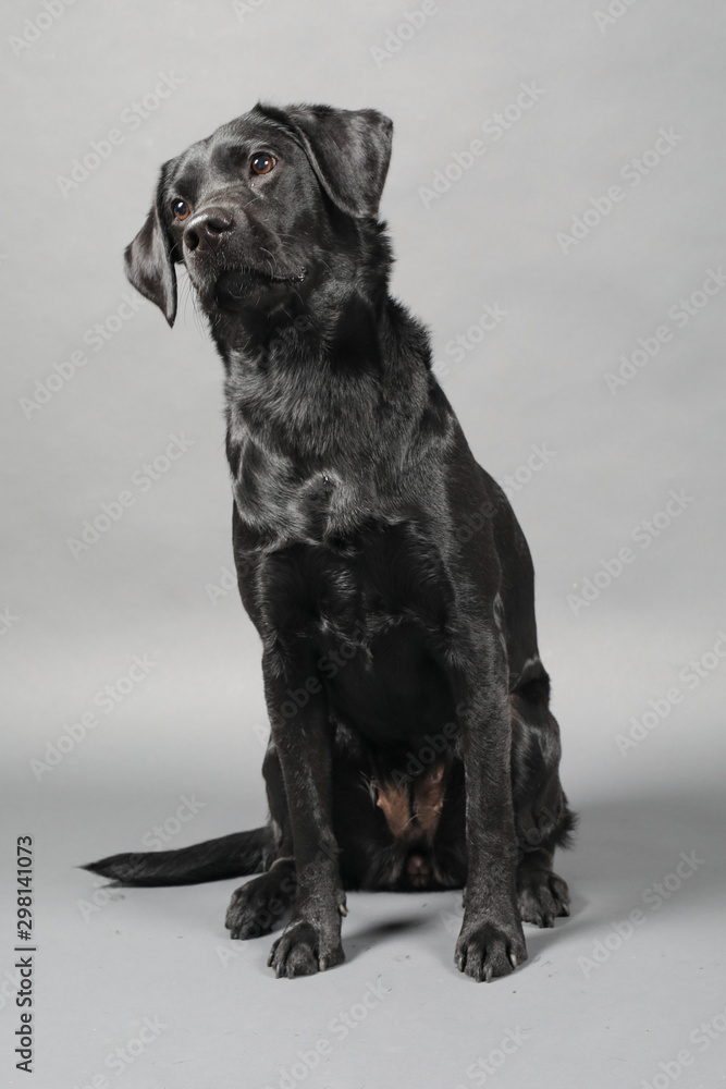 Obraz premium Labrador im Studio vor einer grauen Wand
