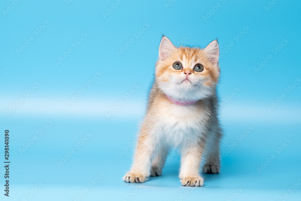 Cute British Longhair cat Cute British Longhair cat