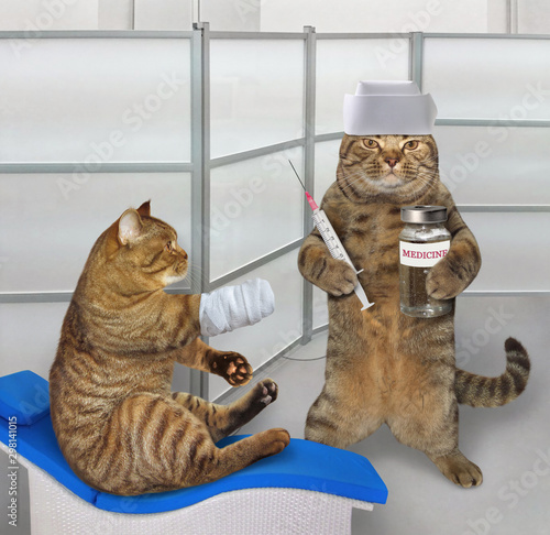 The cat with a broken paw came to the veterinarian clinic for an appointment. The doctor in a medical hat holds a syringe and a bottle of medicine.
