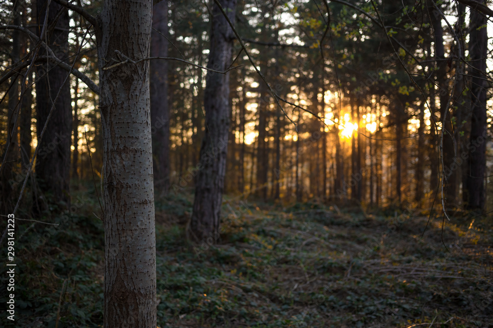 Autumn pine woods. Beautiful nature. Road through the forest. Vlasina lake Autumn pine woods. Beautiful nature. Road through the forest. Vlasina lake