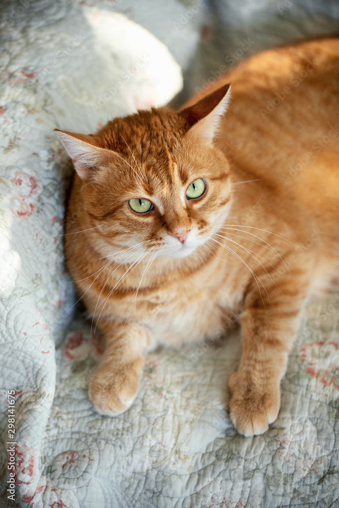 Big red cat looking up at the camera while laying on armchair Big red cat looking up at the camera while laying on armchair