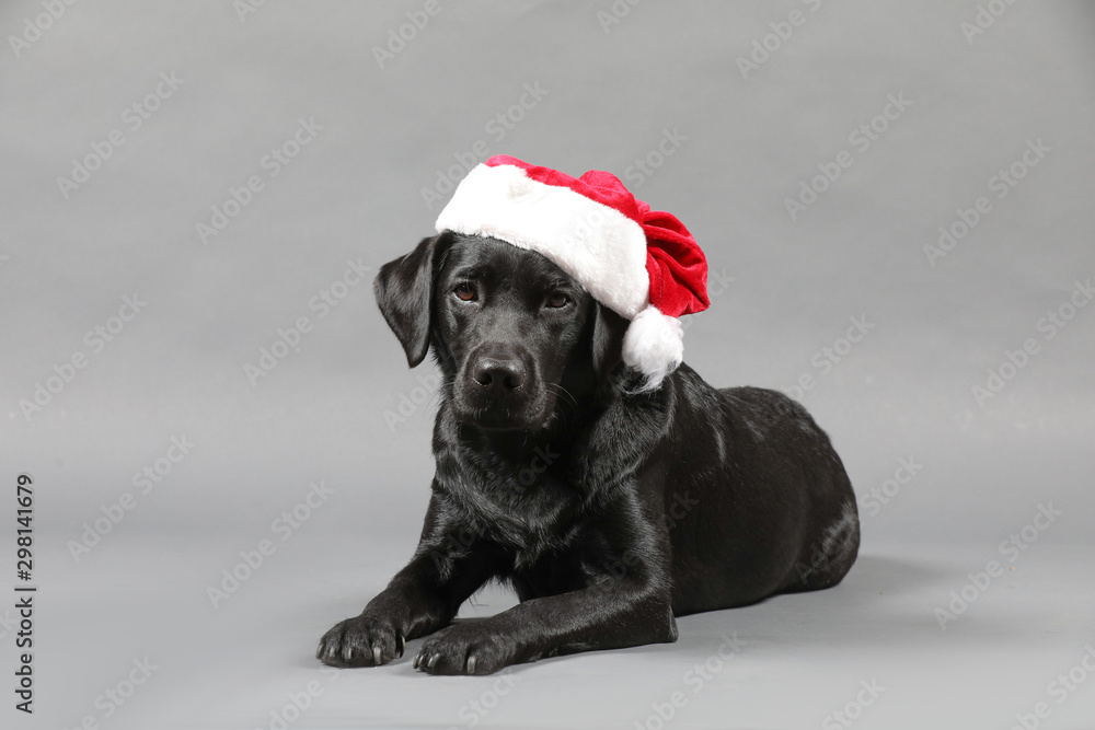 Labrador mit Weihnachtsmütze und Weihnachsbaumkugeln Labrador mit Weihnachtsmütze und Weihnachsbaumkugeln