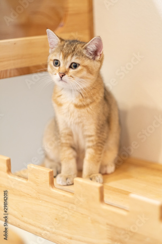 Cute British Longhair cat