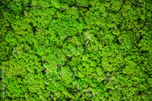 Reindeer moss wall, green wall decoration © fotosr52