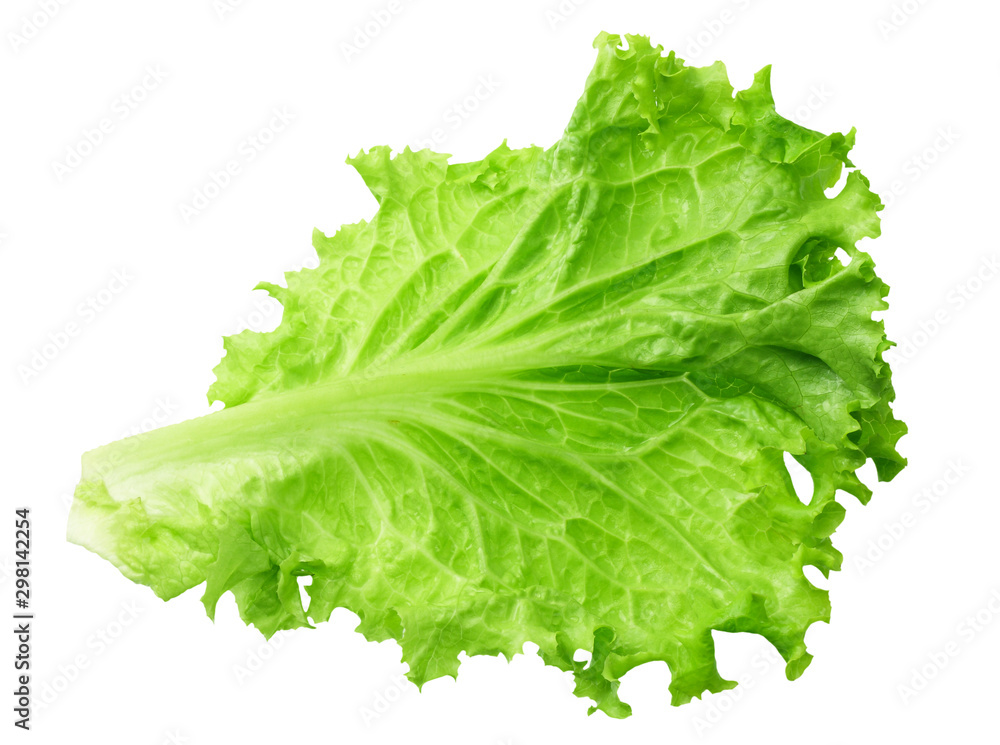one lettuce leaf isolated on a white background one lettuce leaf isolated on a white background