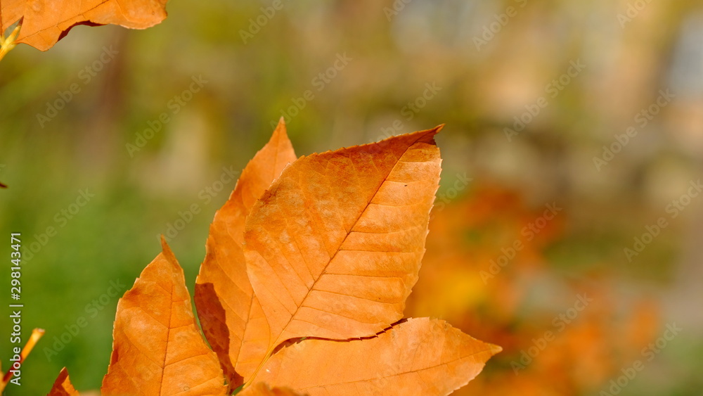  Leaves of a bush in the fall. Bright autumn background for design. Colors of autumn