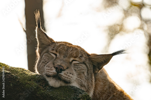 portrait of a lynx looking cute and sleepy