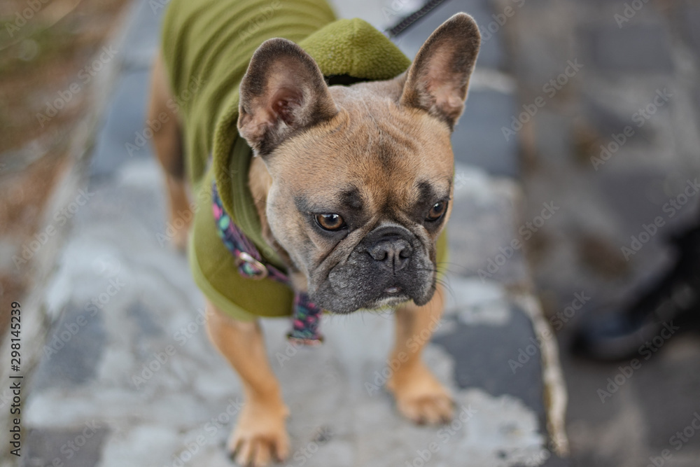 Cute Curious French Bulldog in green Hoodie portrait