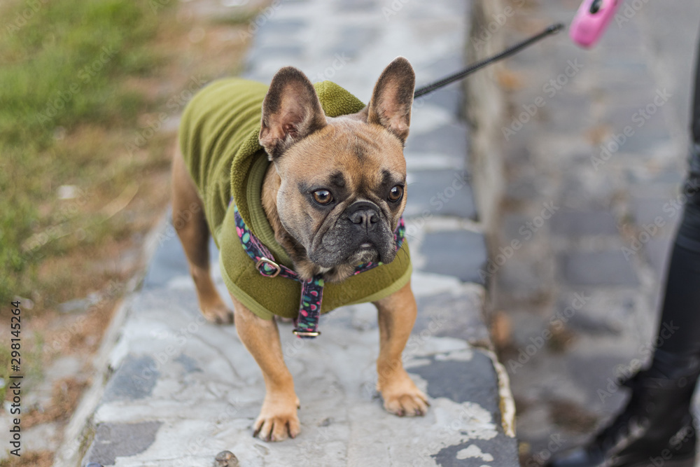 Cute French Bulldog in green Hoodie portrait on parapet