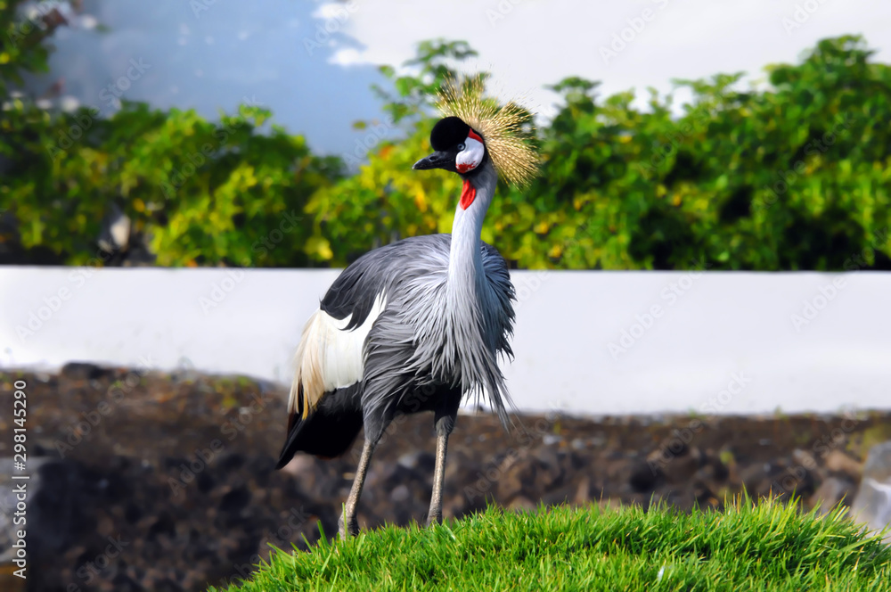 Fototapeta premium Crowned Crane on Big Island