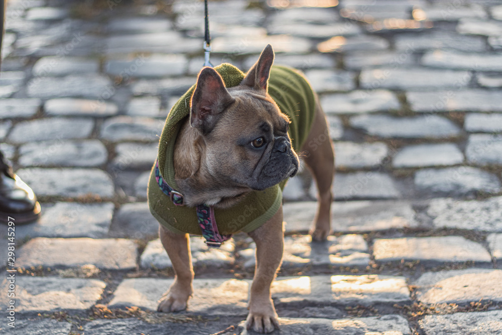 Cute French Bulldog wearing green Hoodie outdoors