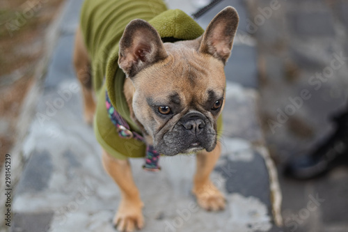 Fototapeta Naklejka Na Ścianę i Meble -  Cute Curious French Bulldog in green Hoodie portrait