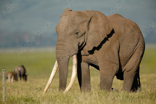 Bull Elephant