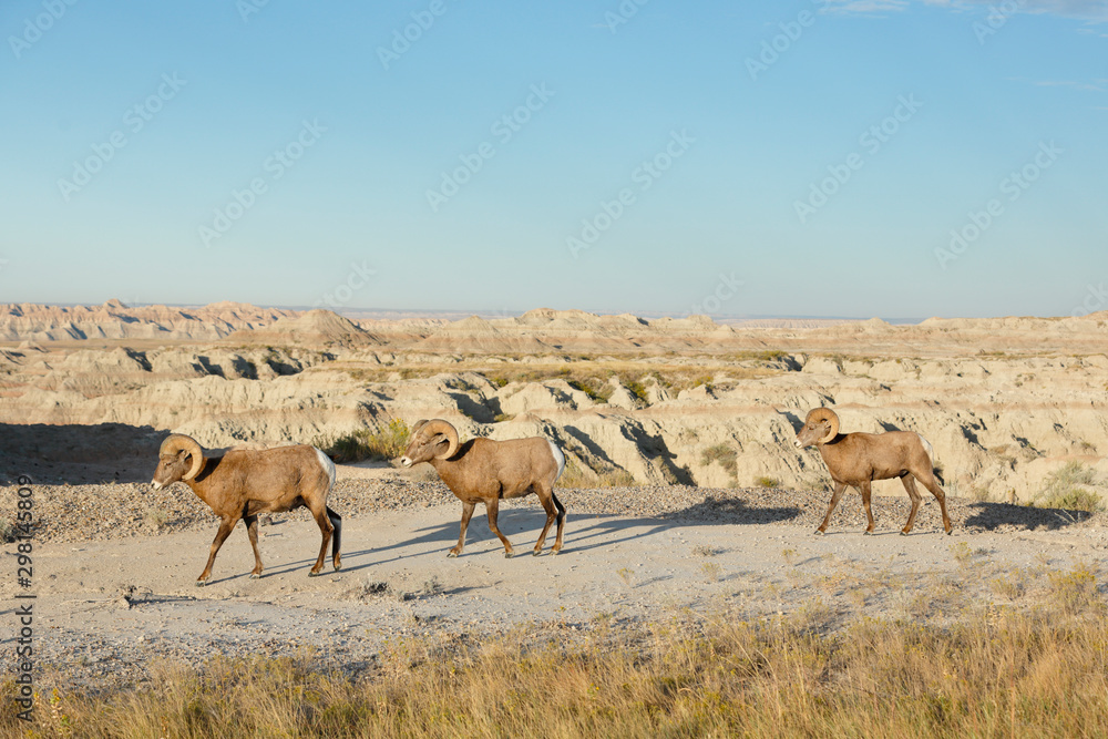 Three Bighorn Sheep Three Bighorn Sheep