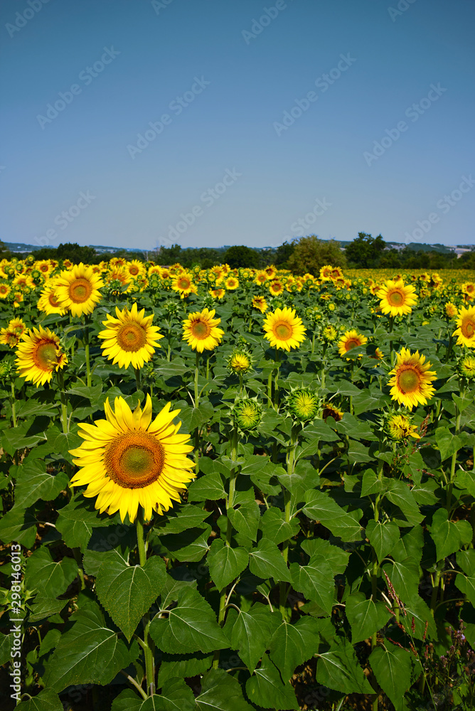 Fototapeta premium Sunflowers field in the morning