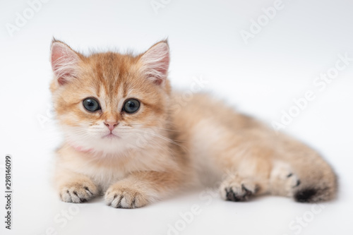 Cute British Longhair cat © panyawatt
