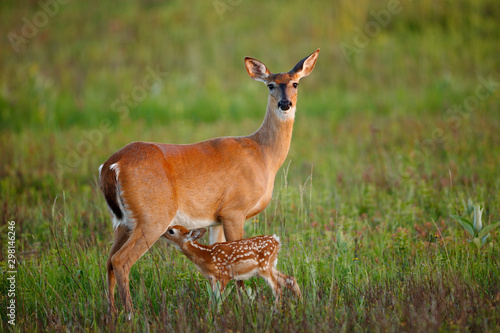 Nursing White-tailed Deer