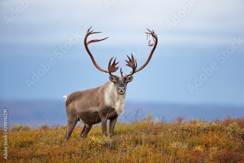 Caribou